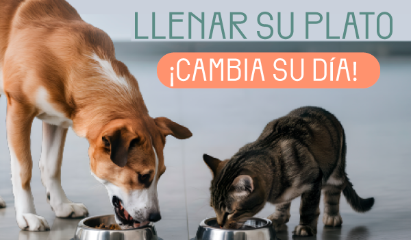 Recogida solidaria de alimentos para animales